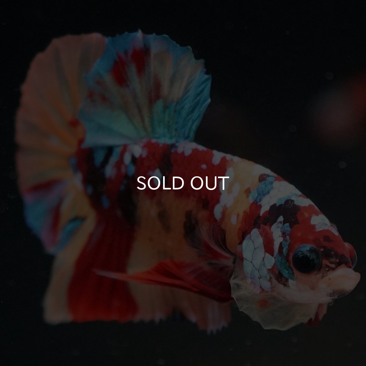 画像3: HMPK　キャンディギャラクシー (3)