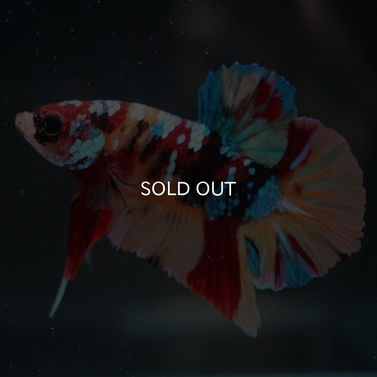 画像2: HMPK　キャンディギャラクシー (2)