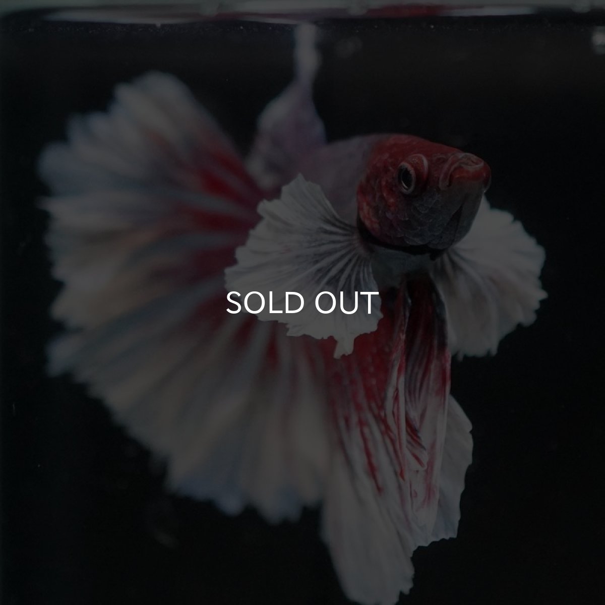 画像8: HM　ダンボ　ローズテール (8)