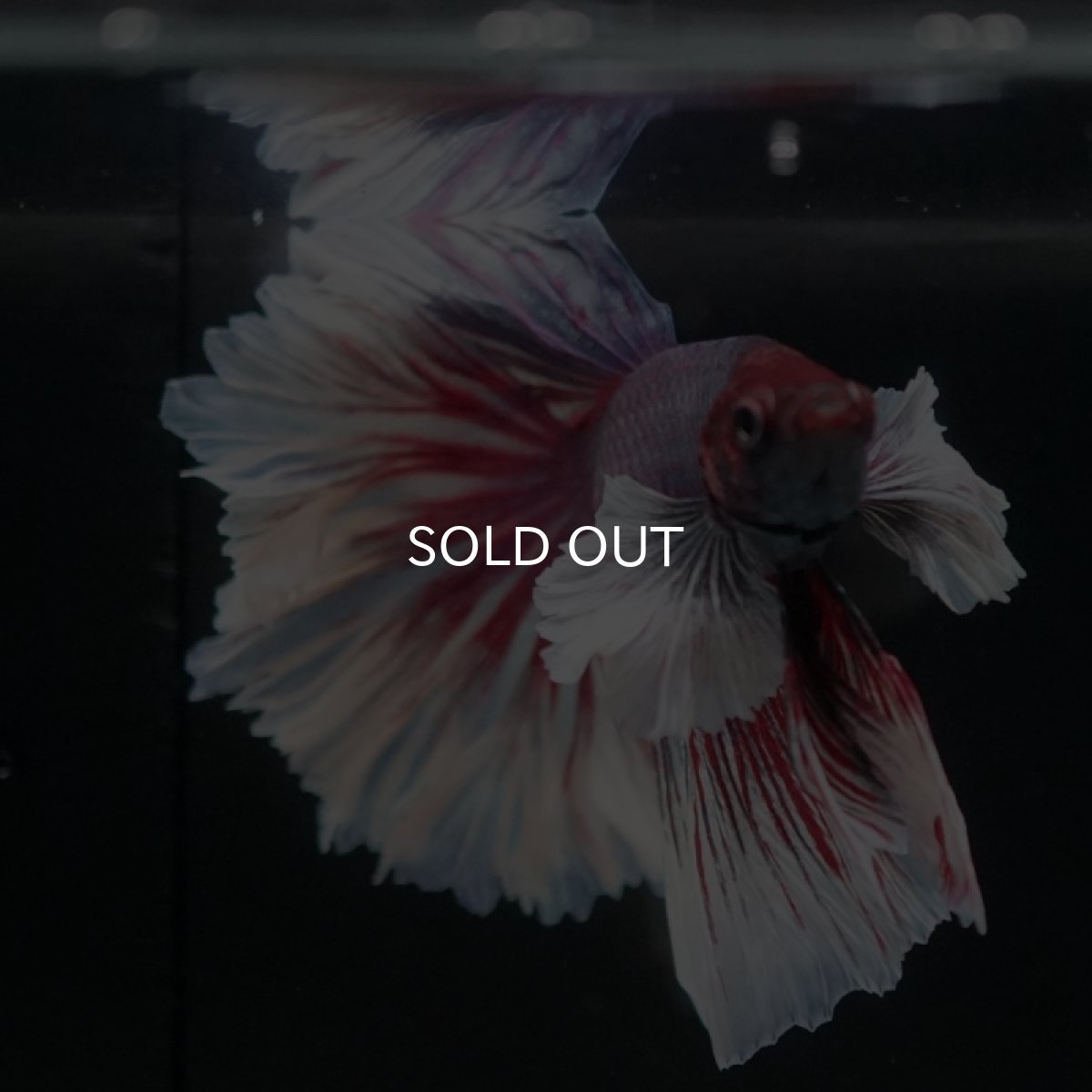 画像7: HM　ダンボ　ローズテール (7)