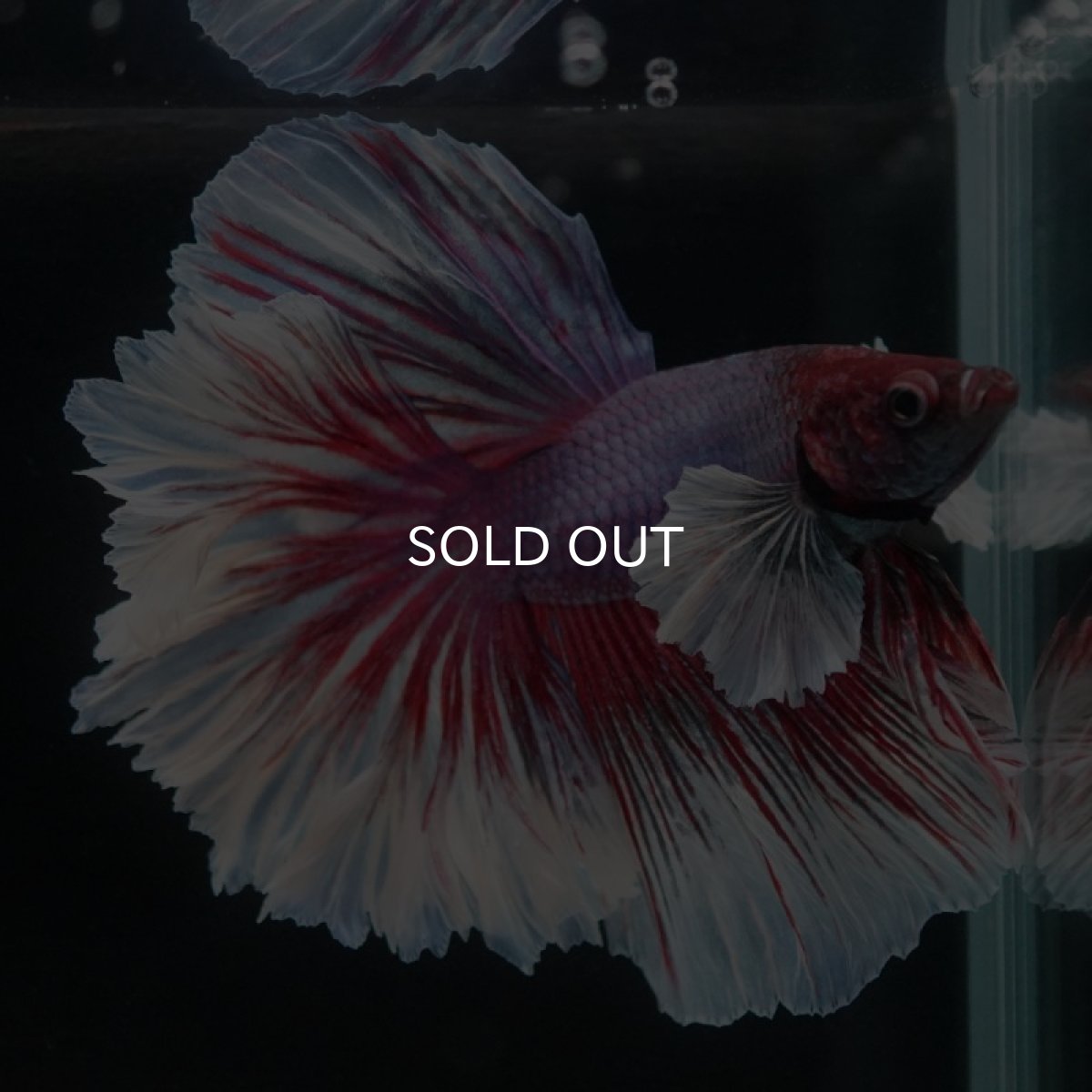 画像6: HM　ダンボ　ローズテール (6)