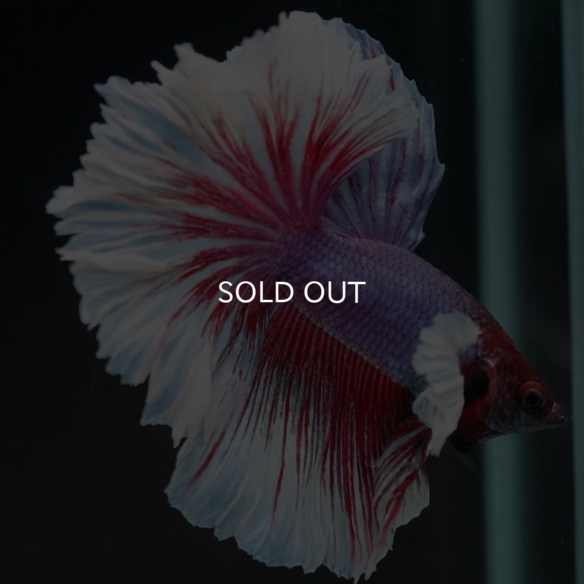 画像5: HM　ダンボ　ローズテール (5)