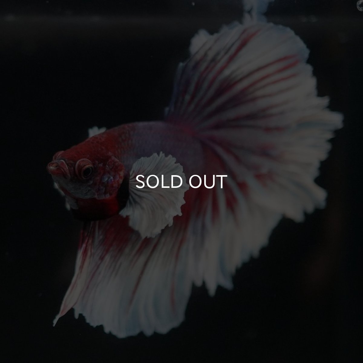 画像4: HM　ダンボ　ローズテール (4)