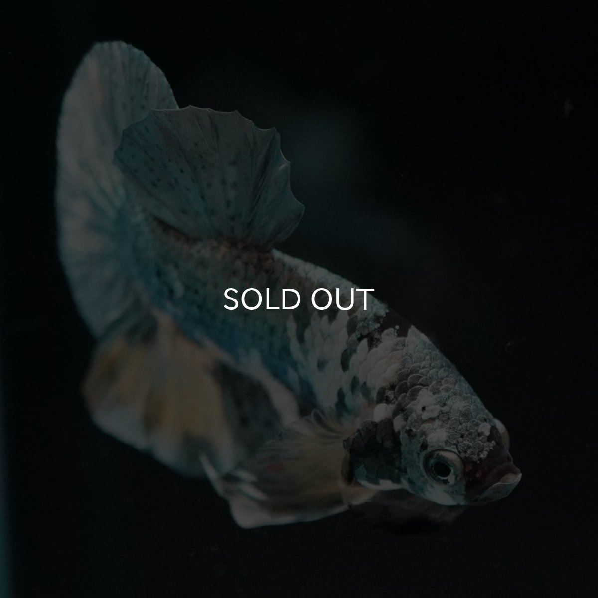 画像8: HMPK イエローカッパーギャラクシー (8)