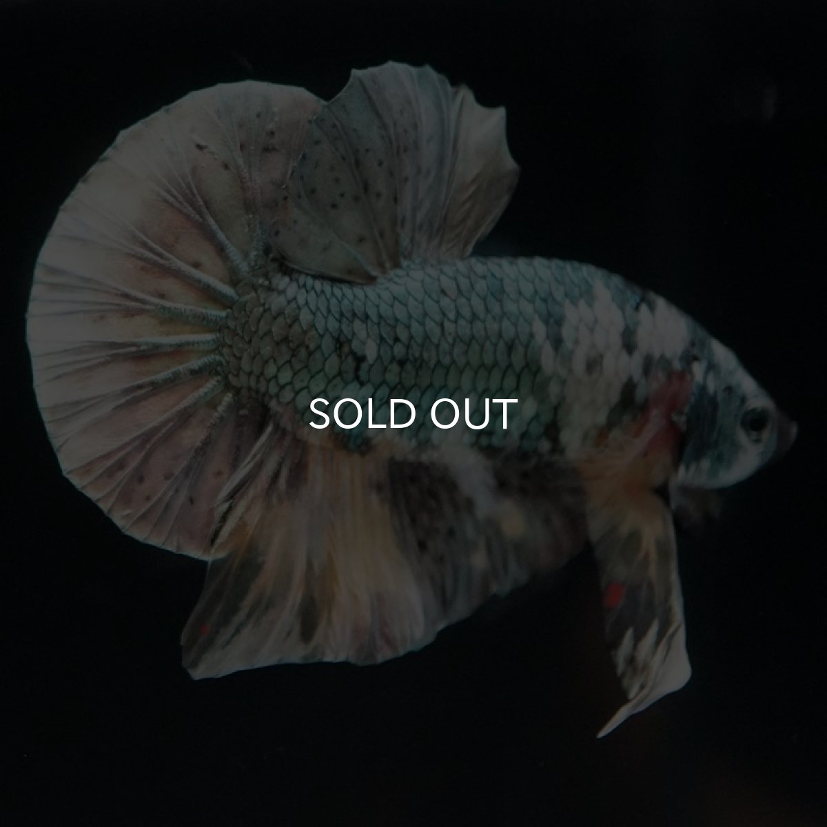 画像7: HMPK イエローカッパーギャラクシー (7)