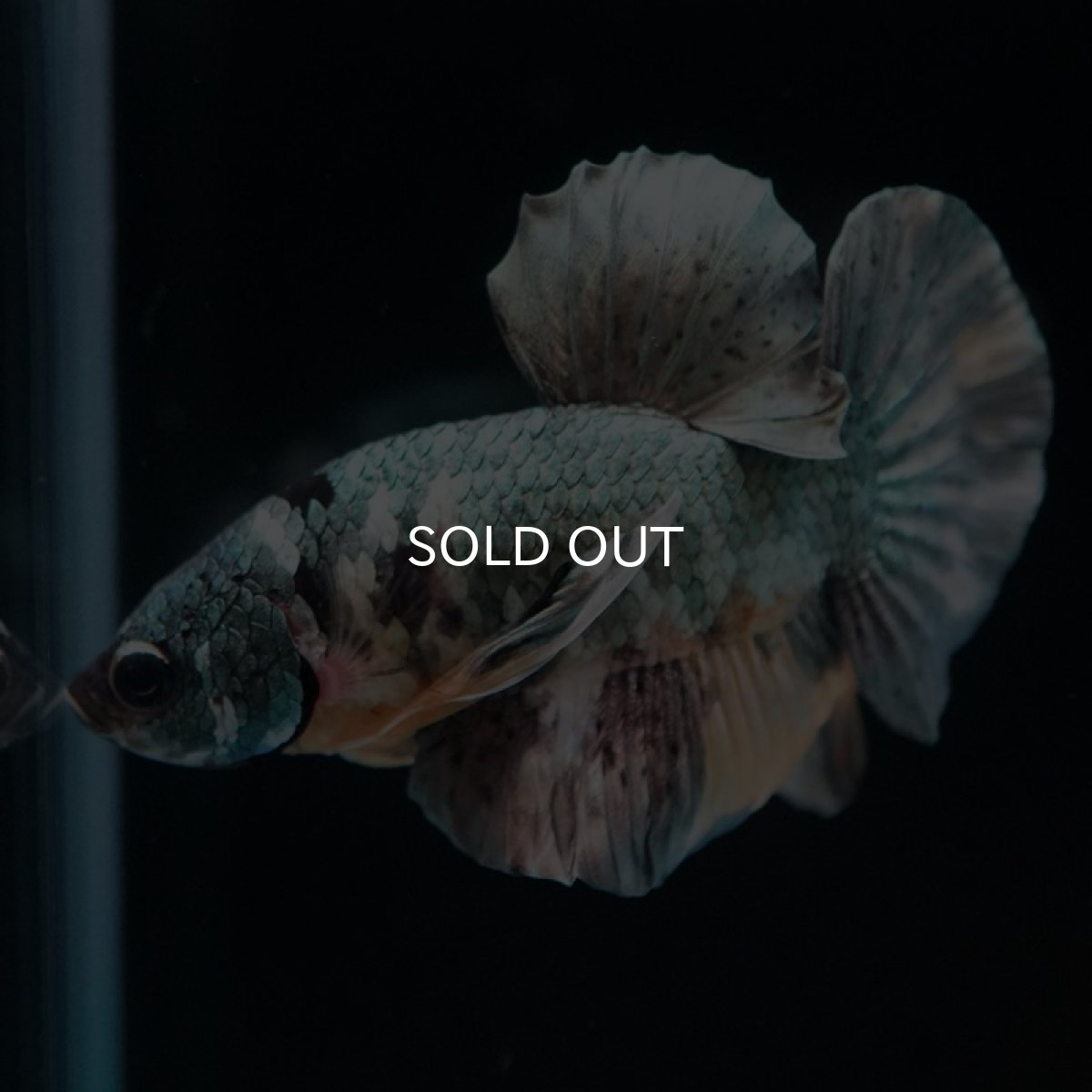 画像6: HMPK イエローカッパーギャラクシー (6)