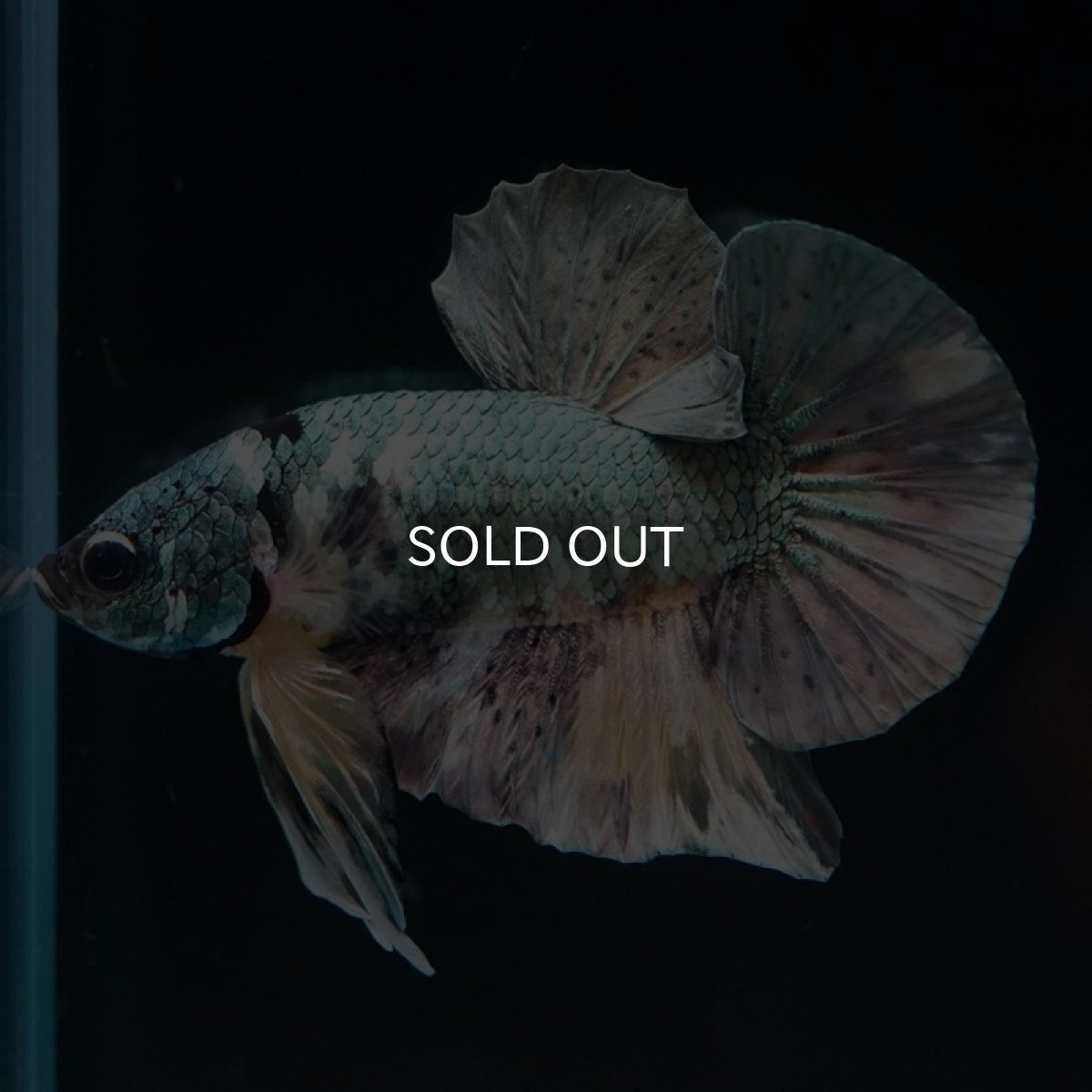 画像5: HMPK イエローカッパーギャラクシー (5)