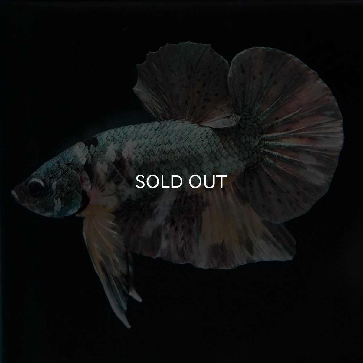 画像4: HMPK イエローカッパーギャラクシー (4)