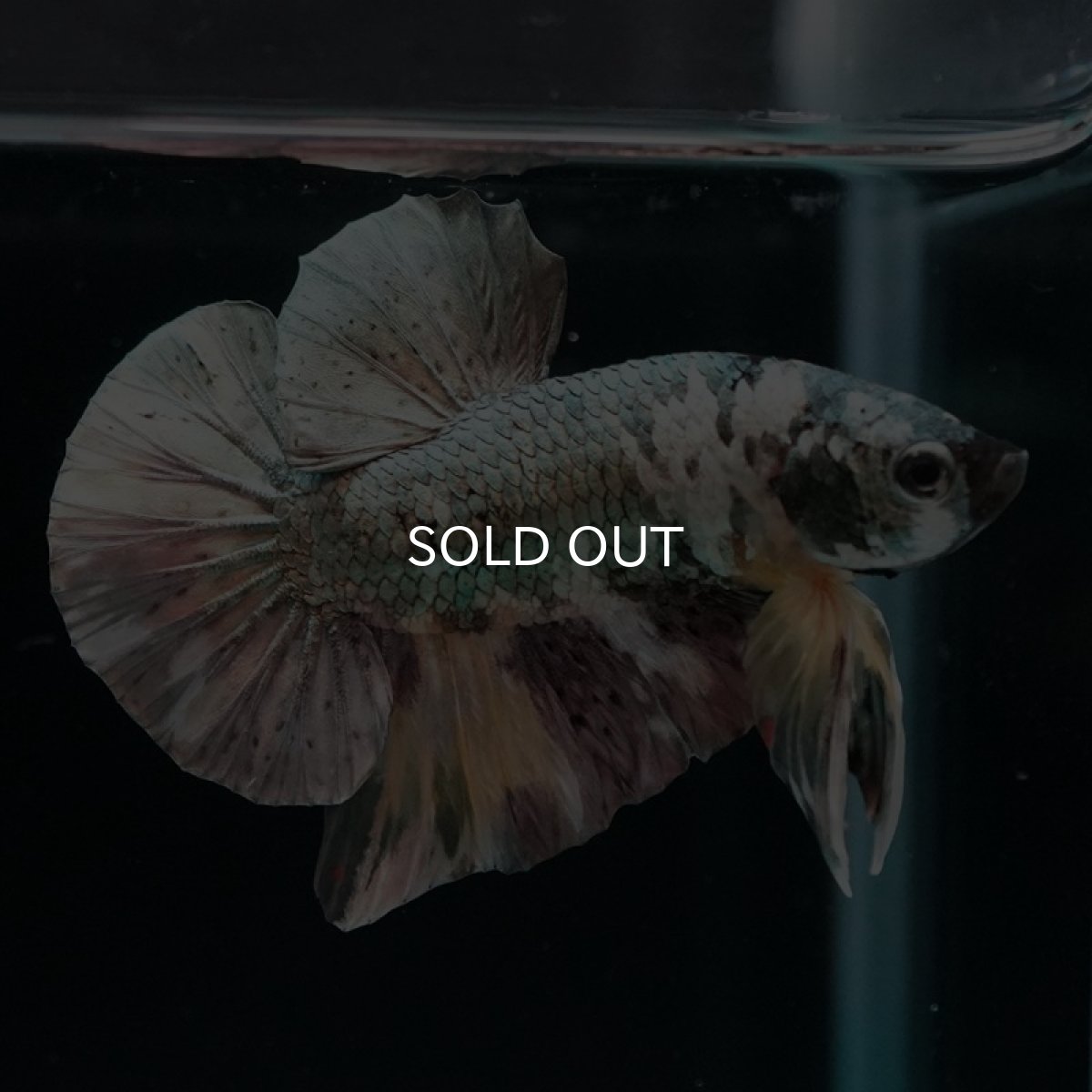 画像3: HMPK イエローカッパーギャラクシー (3)