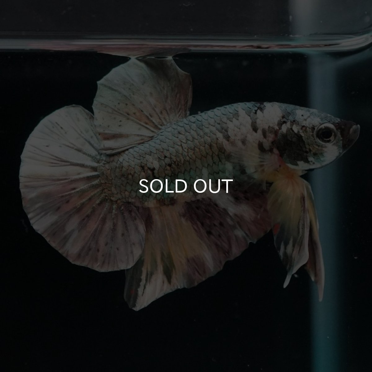 画像2: HMPK イエローカッパーギャラクシー (2)