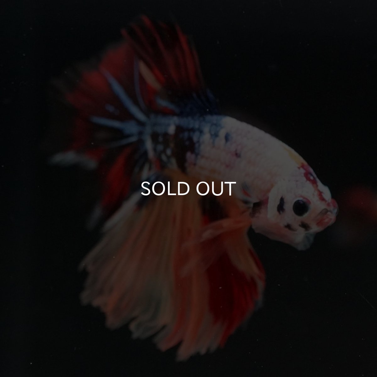 画像5: HM　キャンディギャラクシー (5)