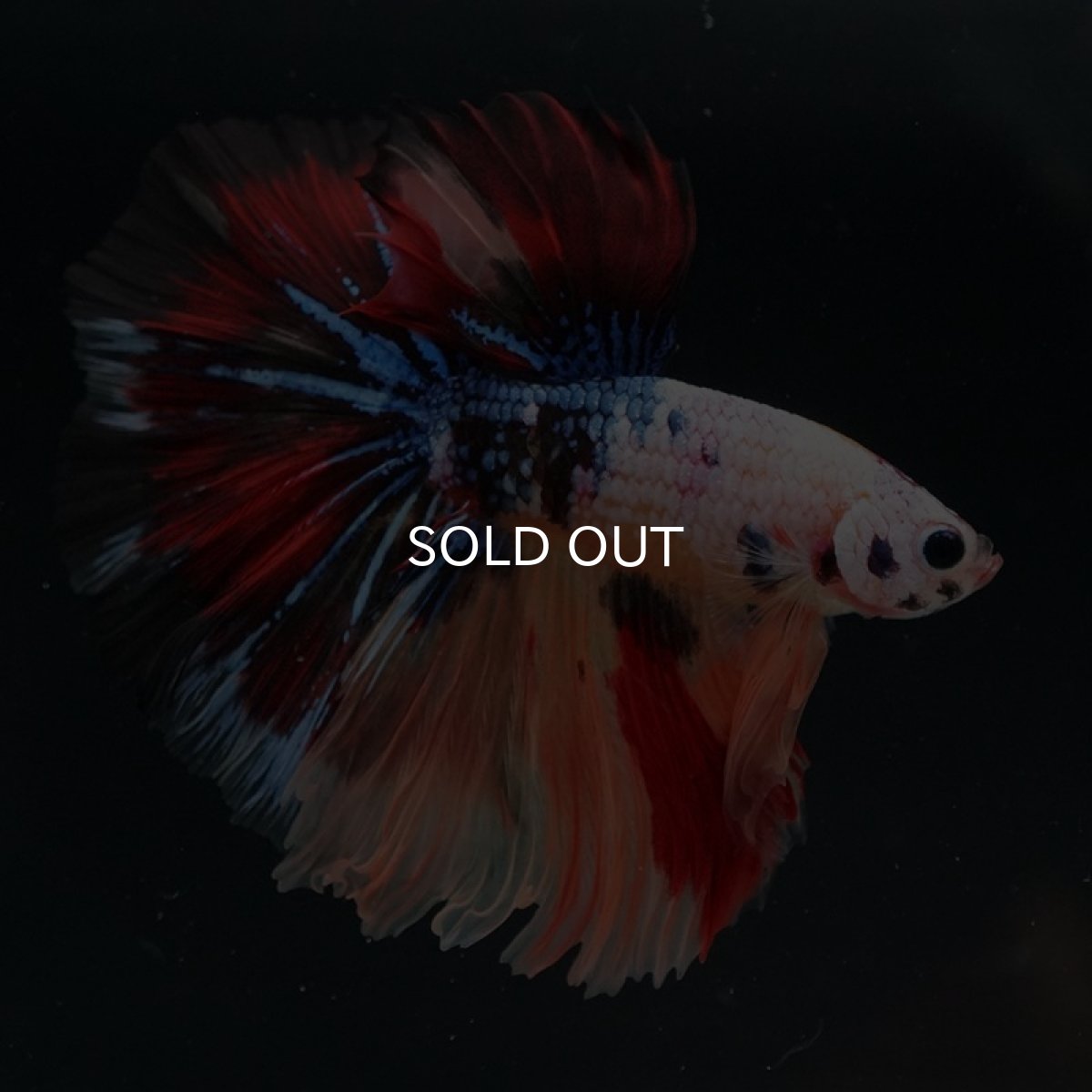 画像4: HM　キャンディギャラクシー (4)