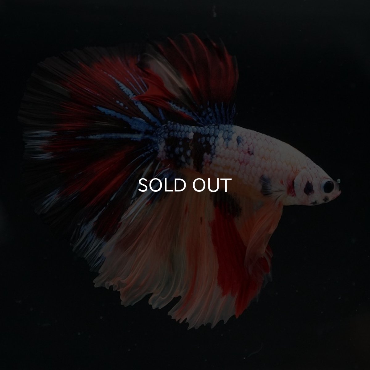 画像3: HM　キャンディギャラクシー (3)