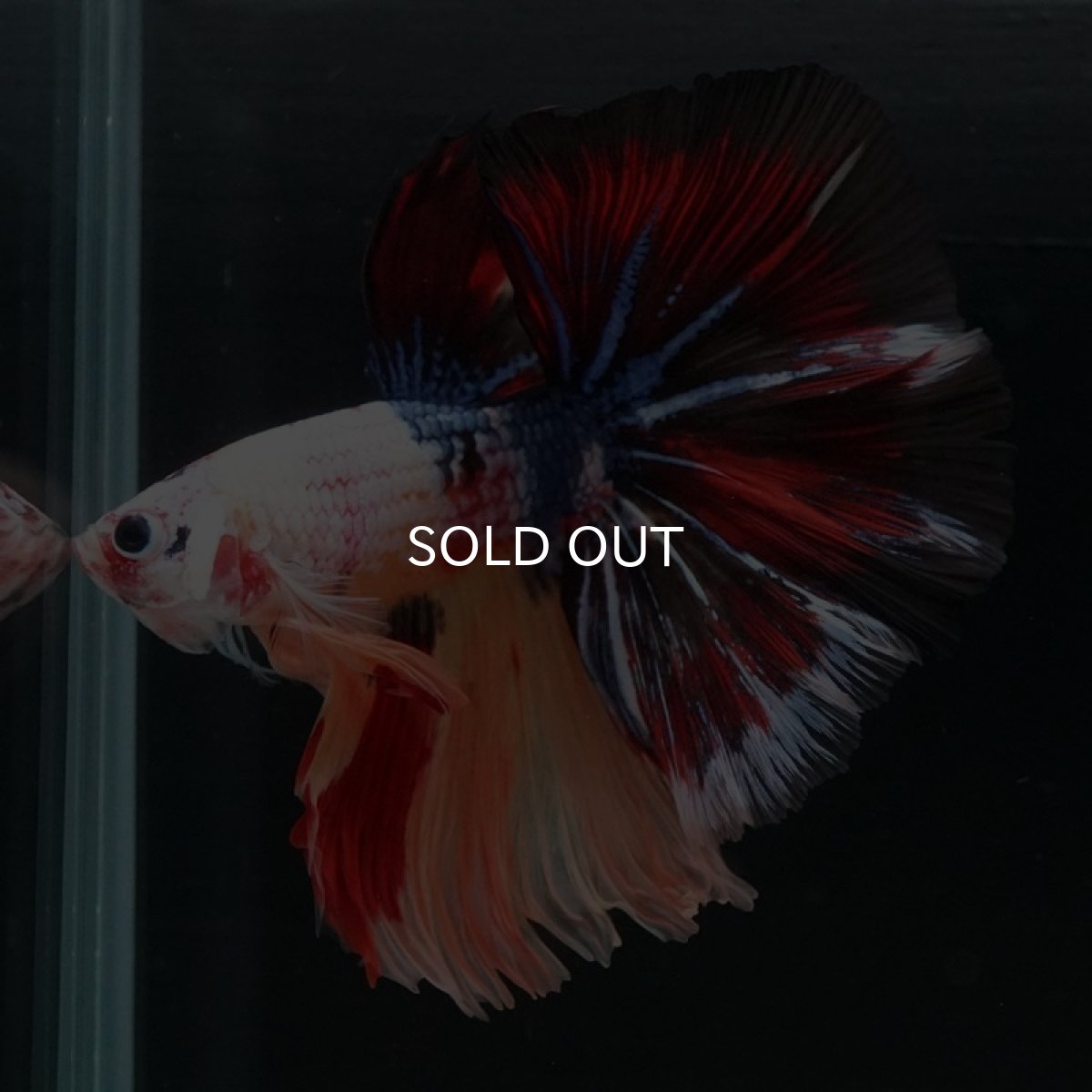 画像2: HM　キャンディギャラクシー (2)