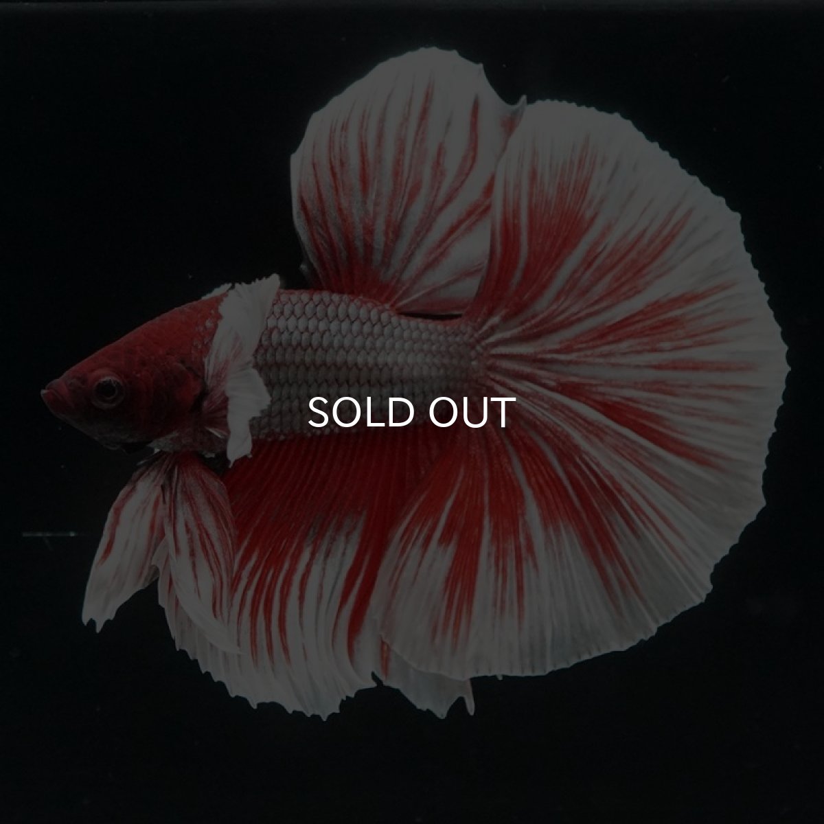 画像8: HM　ダンボ　赤系 (8)