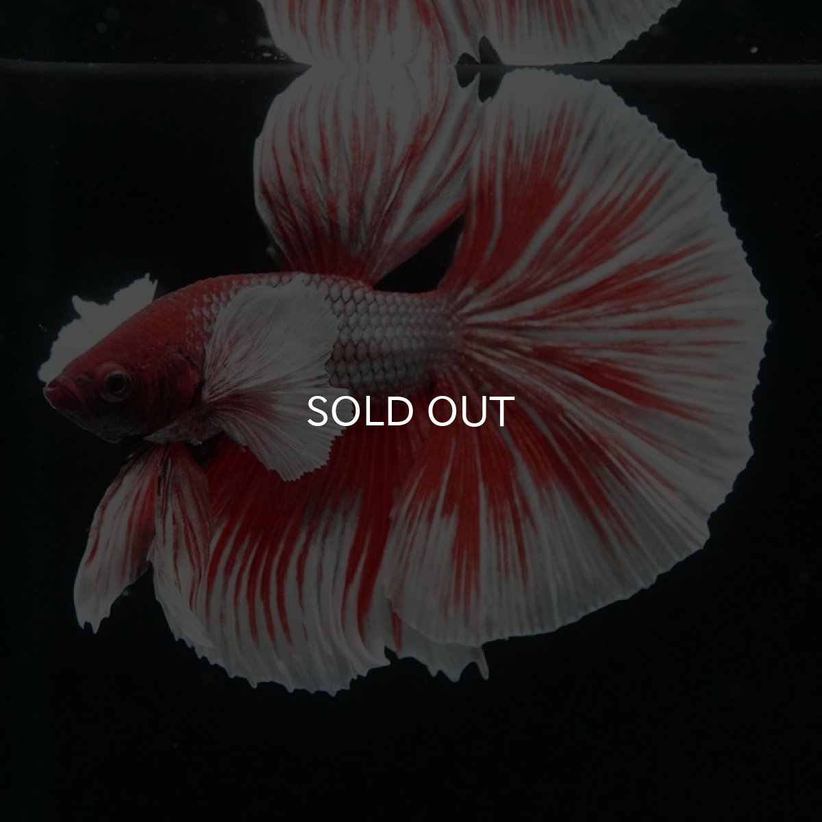 画像7: HM　ダンボ　赤系 (7)