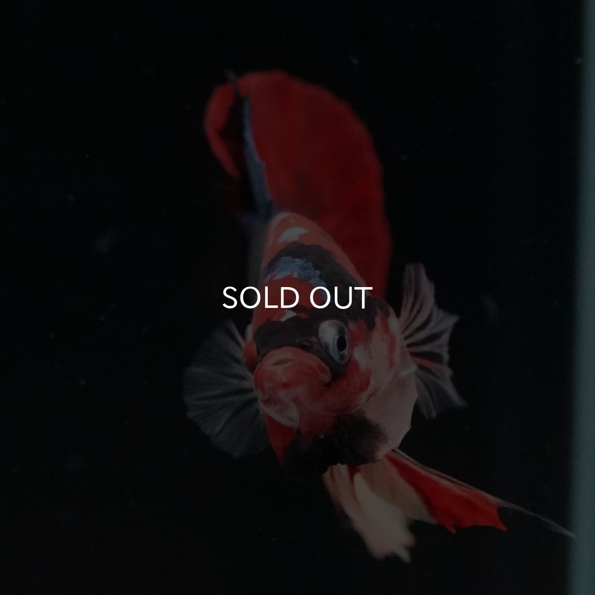 画像11: HMPK　キャンディ (11)