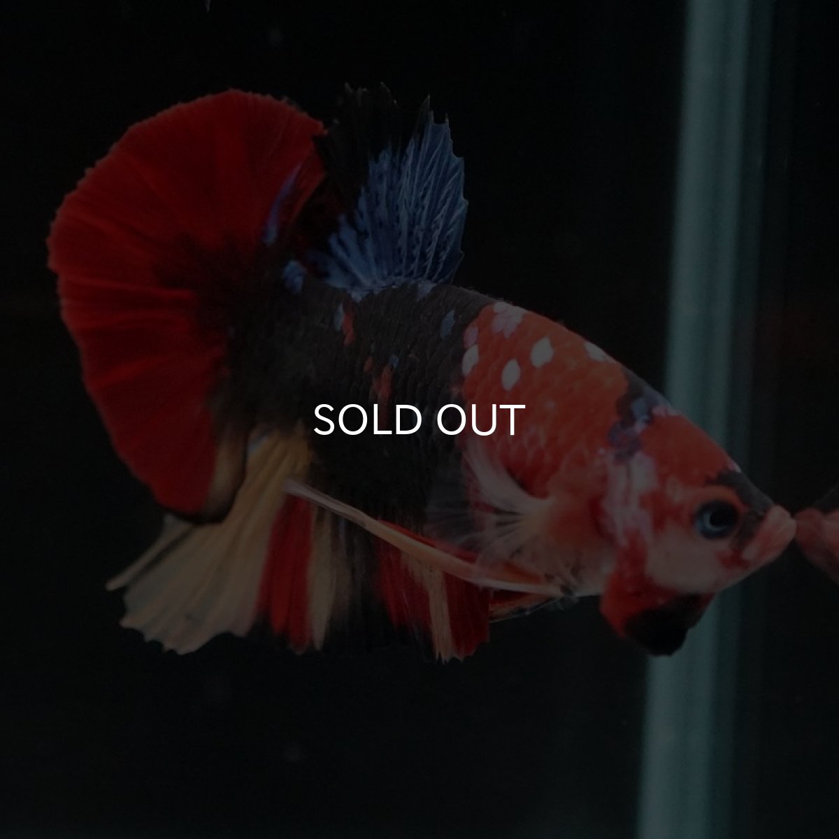 画像10: HMPK　キャンディ (10)