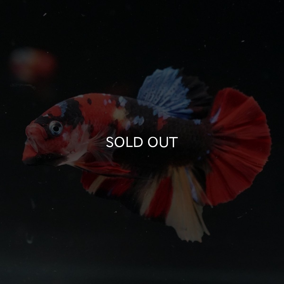 画像9: HMPK　キャンディ (9)