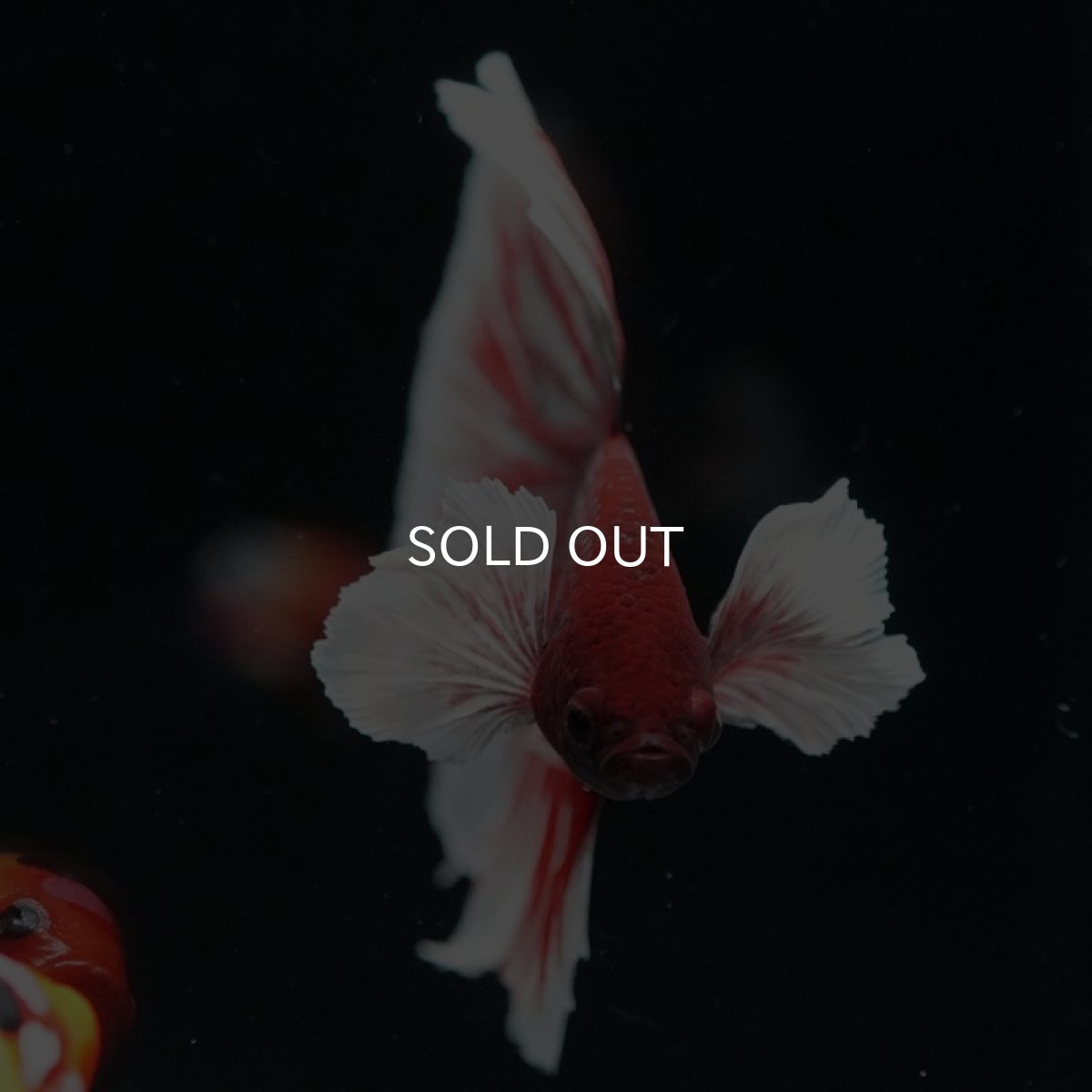 画像6: HM　ダンボ　赤系 (6)