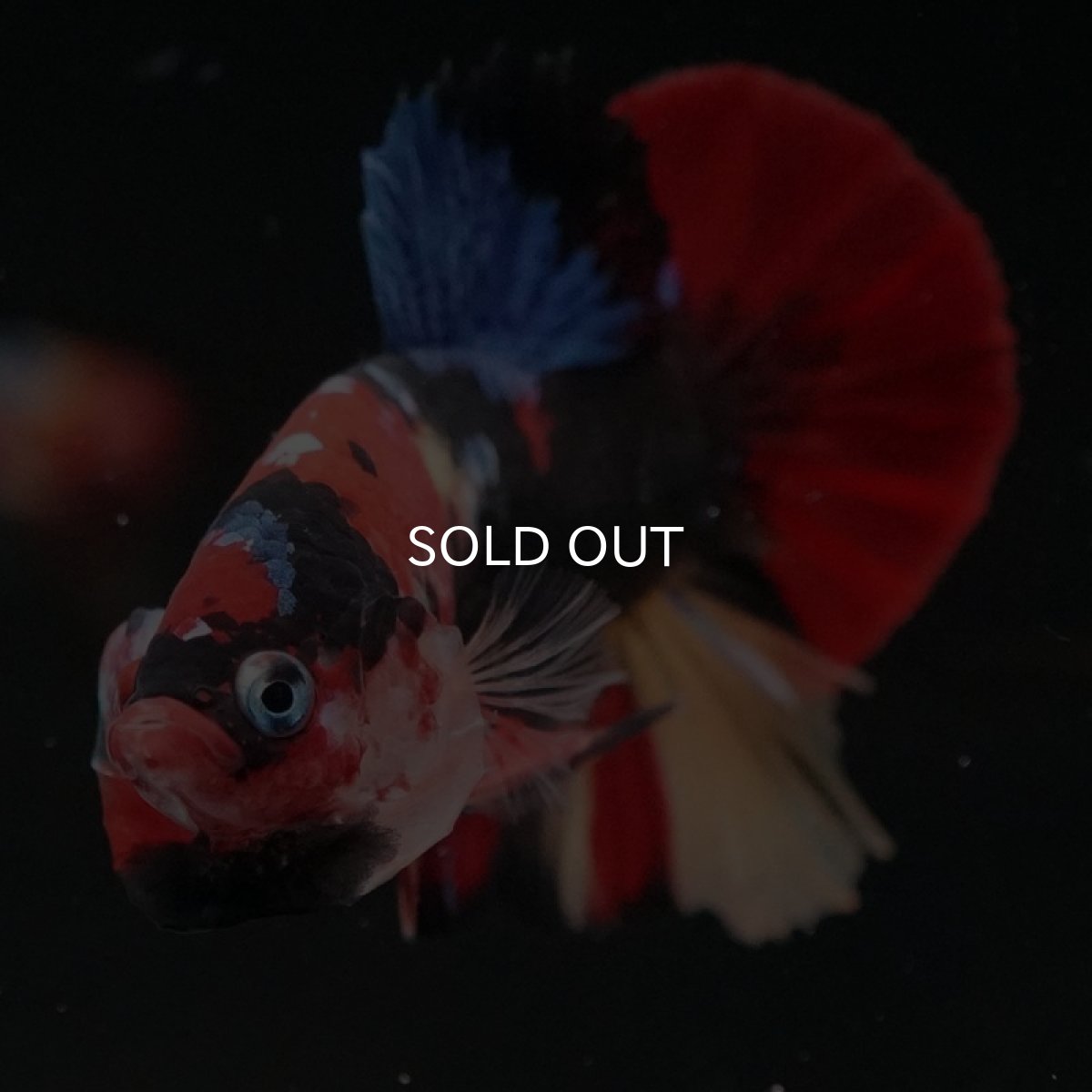 画像8: HMPK　キャンディ (8)