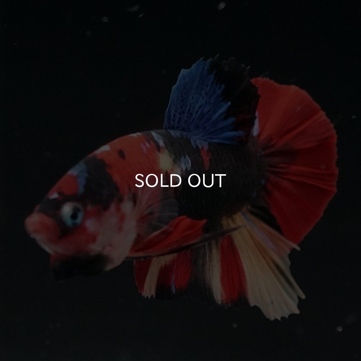 画像7: HMPK　キャンディ (7)