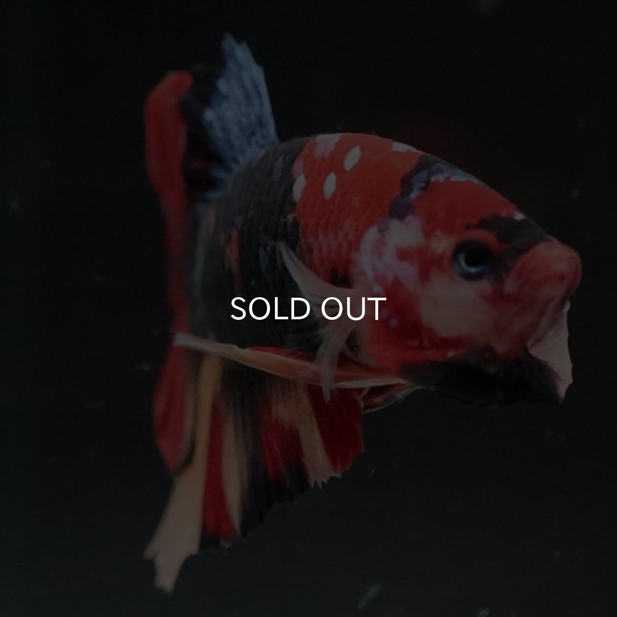 画像6: HMPK　キャンディ (6)