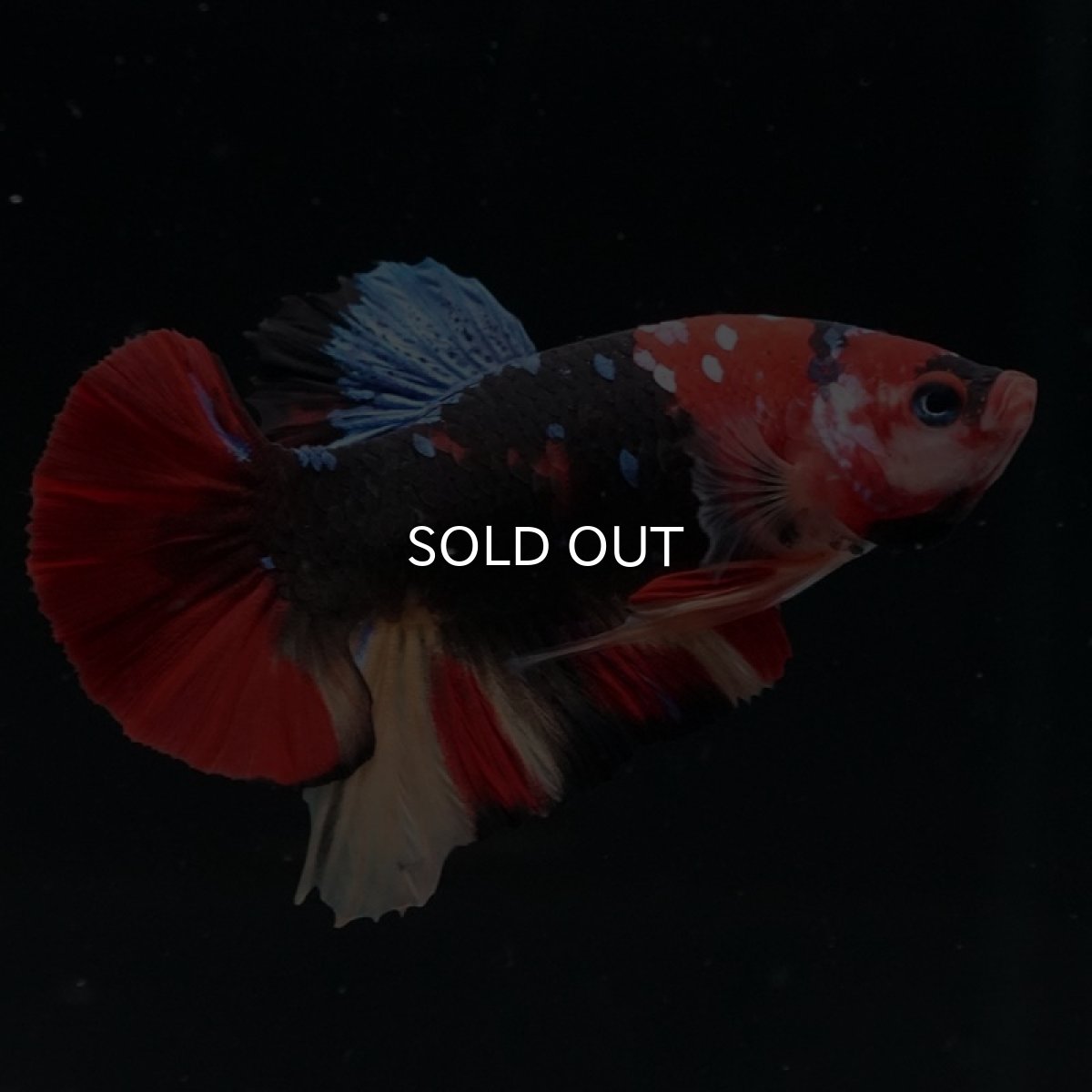 画像5: HMPK　キャンディ (5)