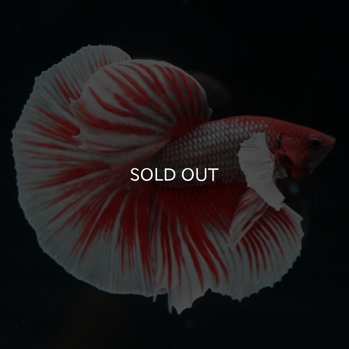 画像5: HM　ダンボ　赤系 (5)