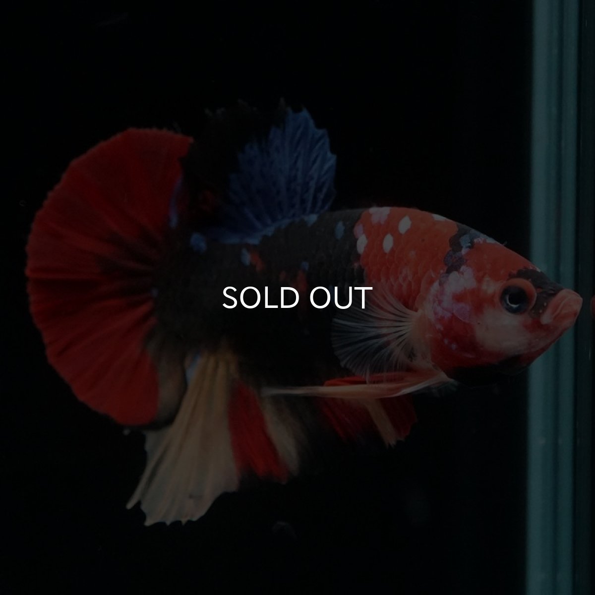 画像4: HMPK　キャンディ (4)