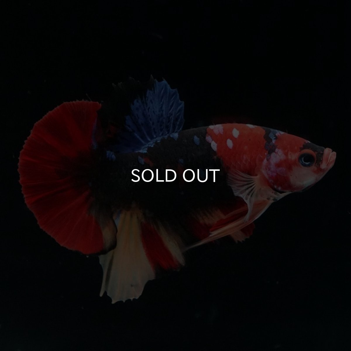 画像3: HMPK　キャンディ (3)