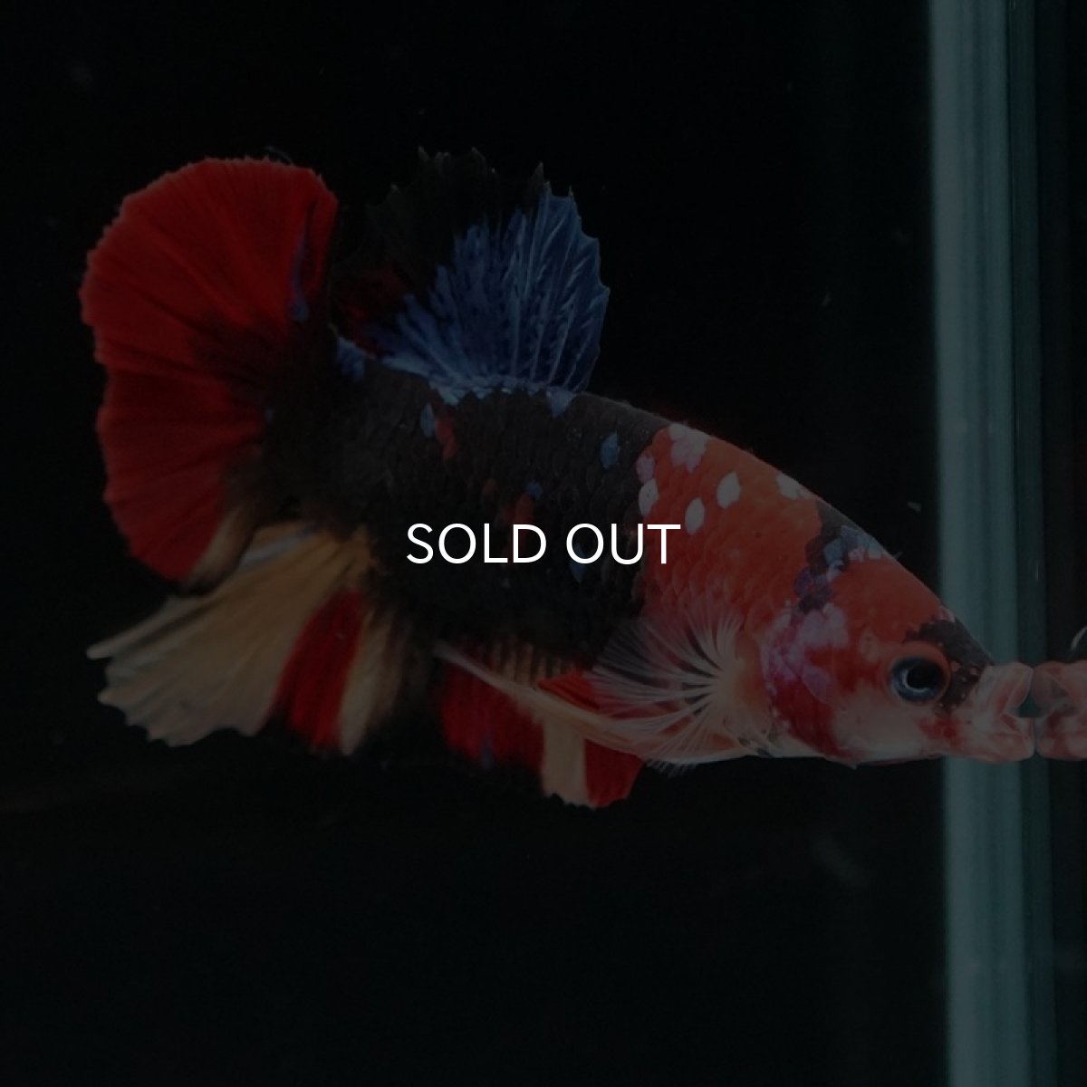 画像2: HMPK　キャンディ (2)