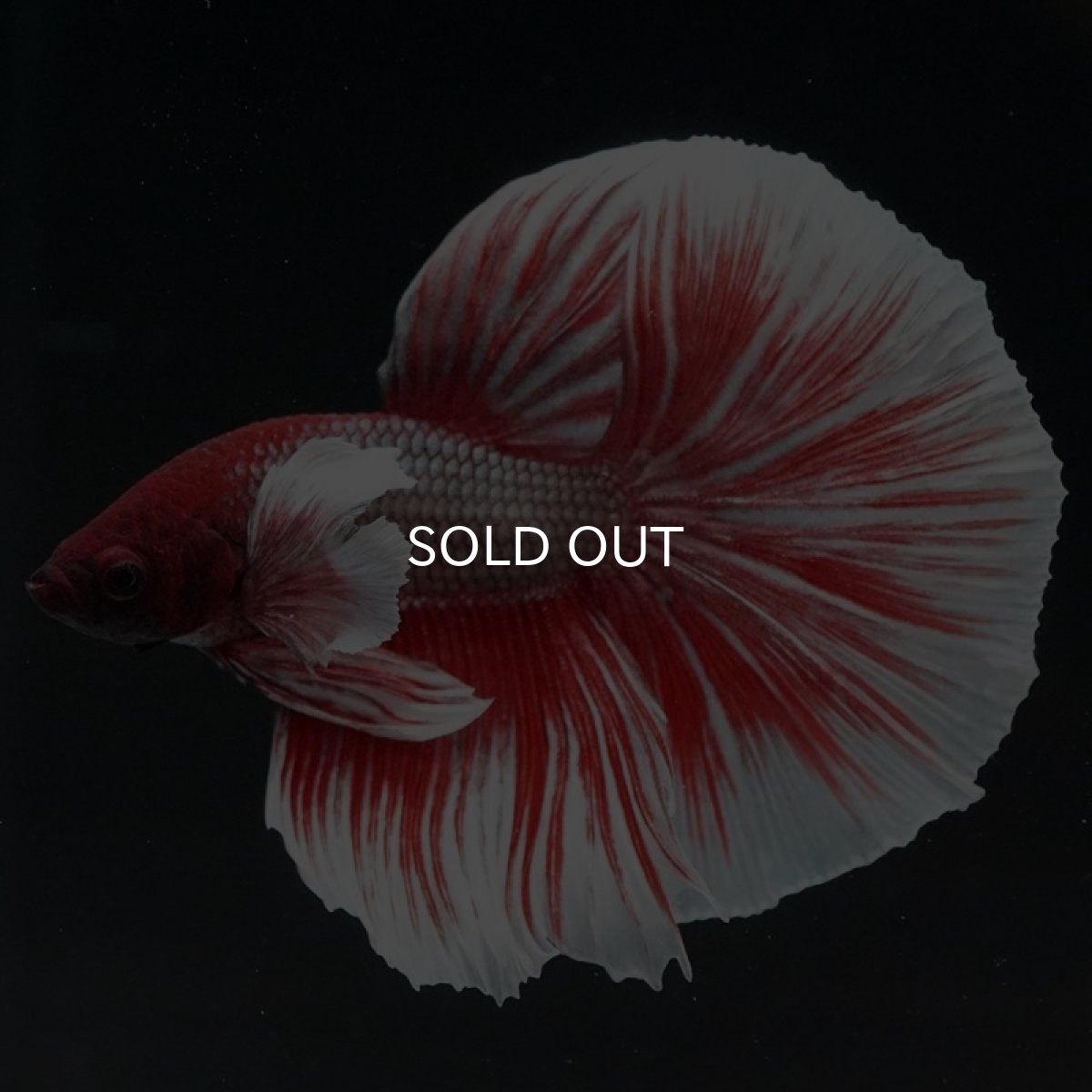 画像4: HM　ダンボ　赤系 (4)