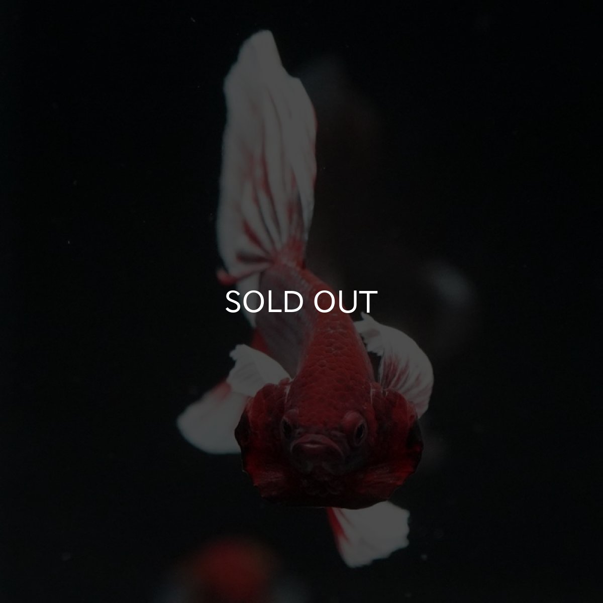 画像3: HM　ダンボ　赤系 (3)