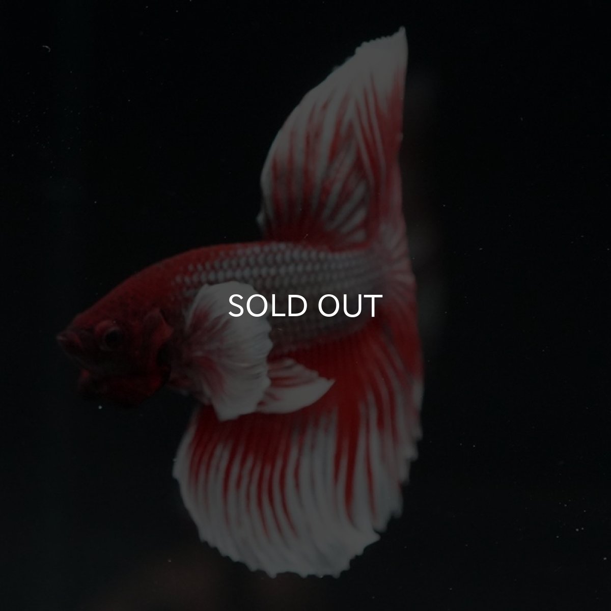 画像2: HM　ダンボ　赤系 (2)