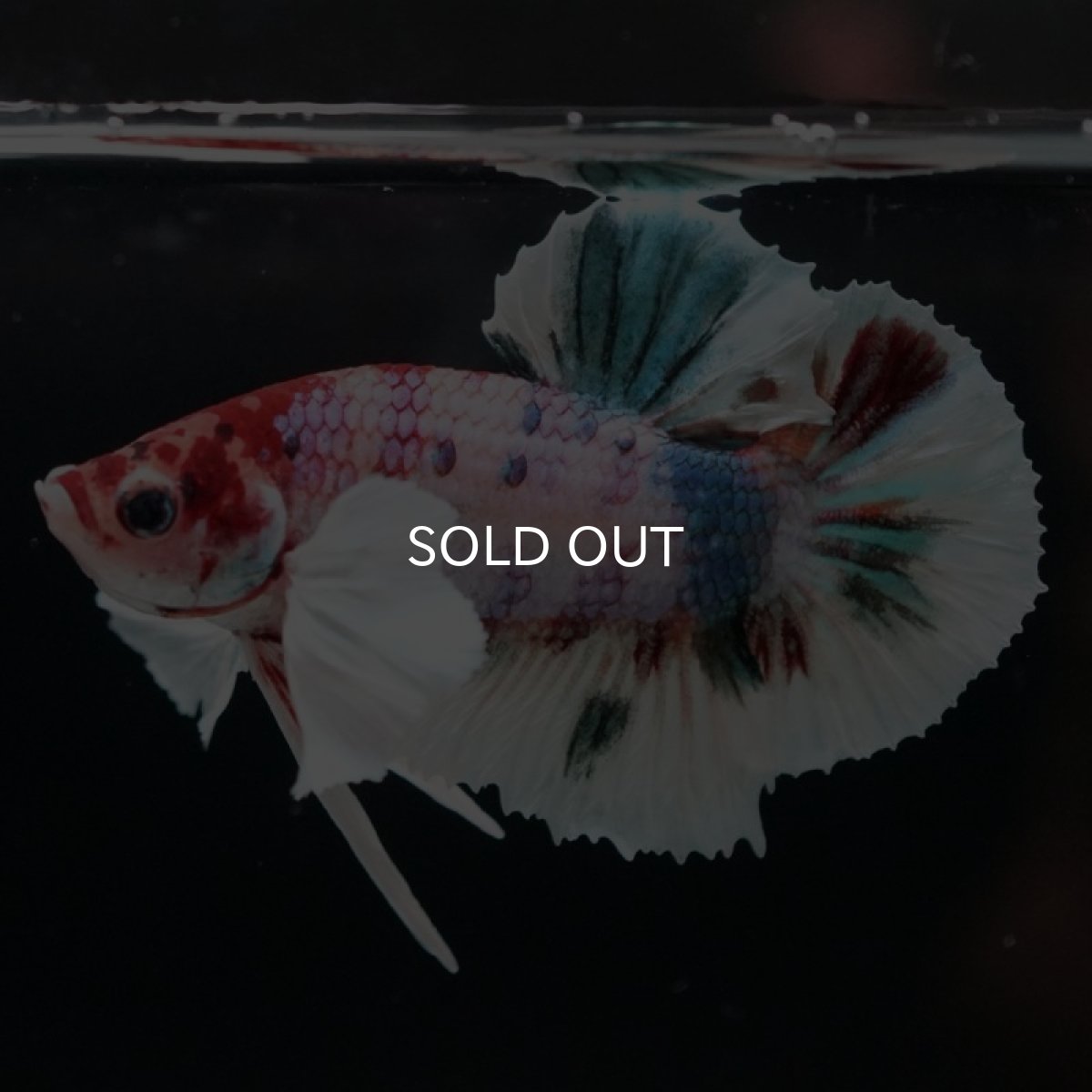 画像8: HMPK キャンディ ダンボ (8)