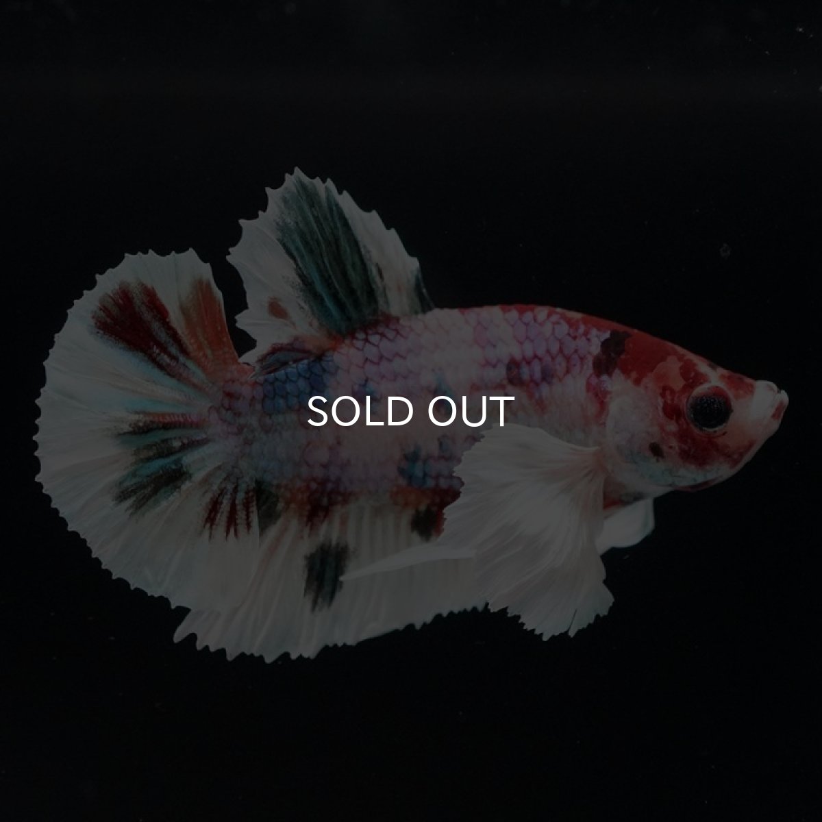 画像7: HMPK キャンディ ダンボ (7)