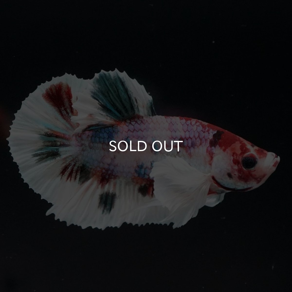 画像6: HMPK キャンディ ダンボ (6)