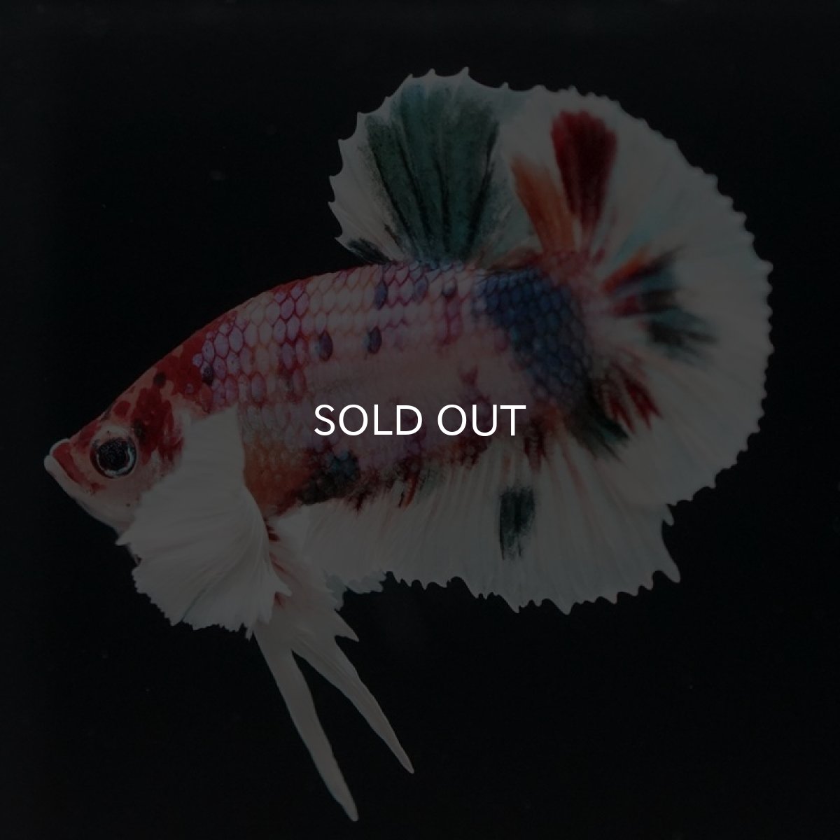 画像5: HMPK キャンディ ダンボ (5)