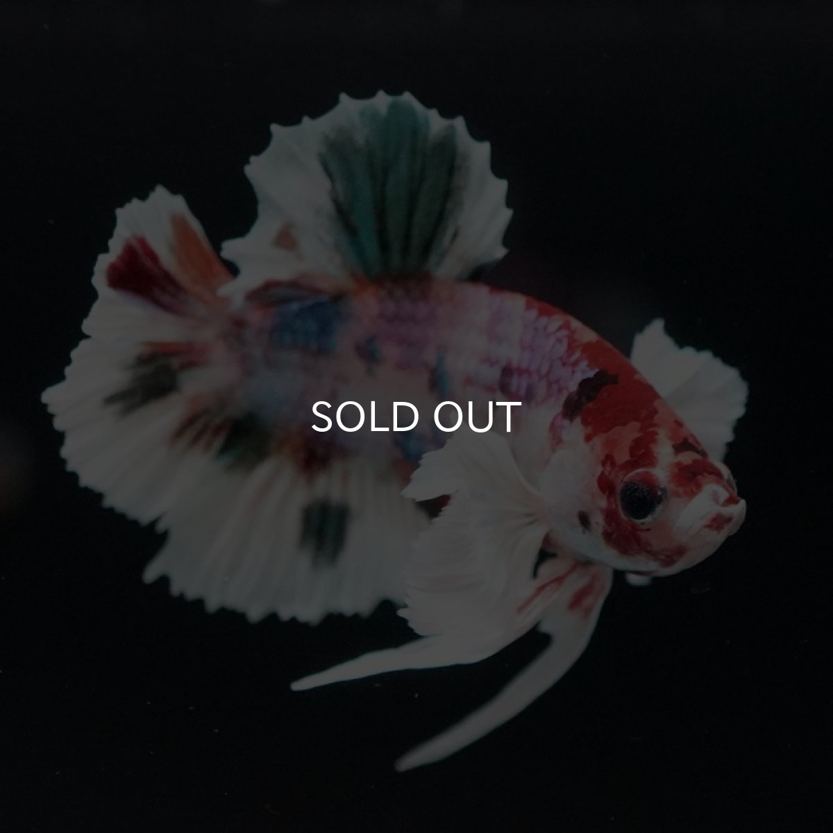 画像4: HMPK キャンディ ダンボ (4)