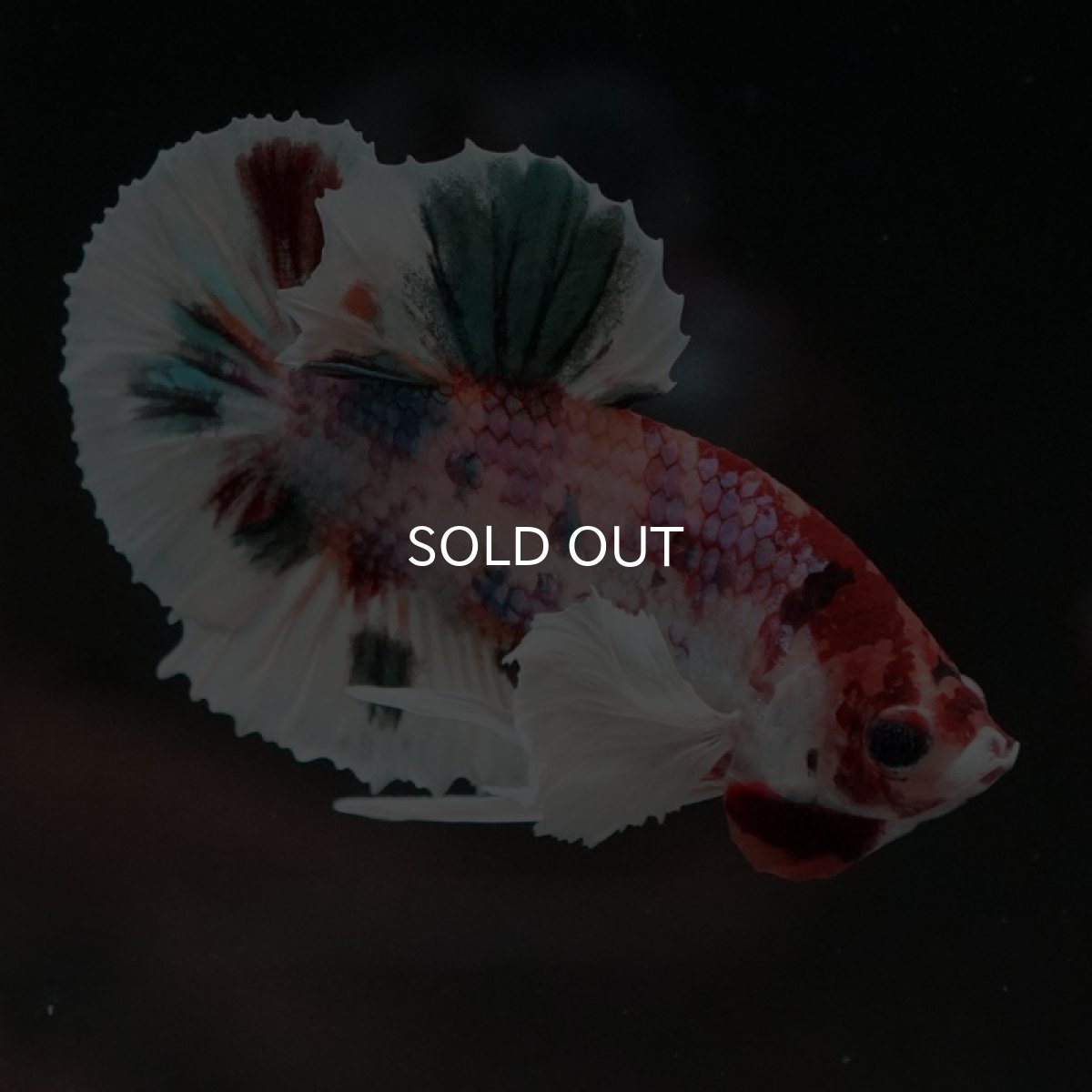 画像3: HMPK キャンディ ダンボ (3)