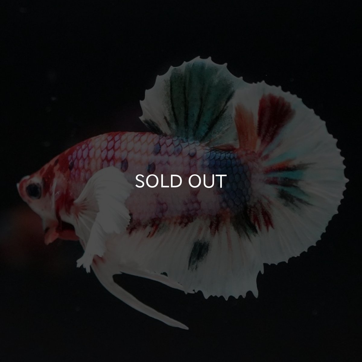 画像2: HMPK キャンディ ダンボ (2)