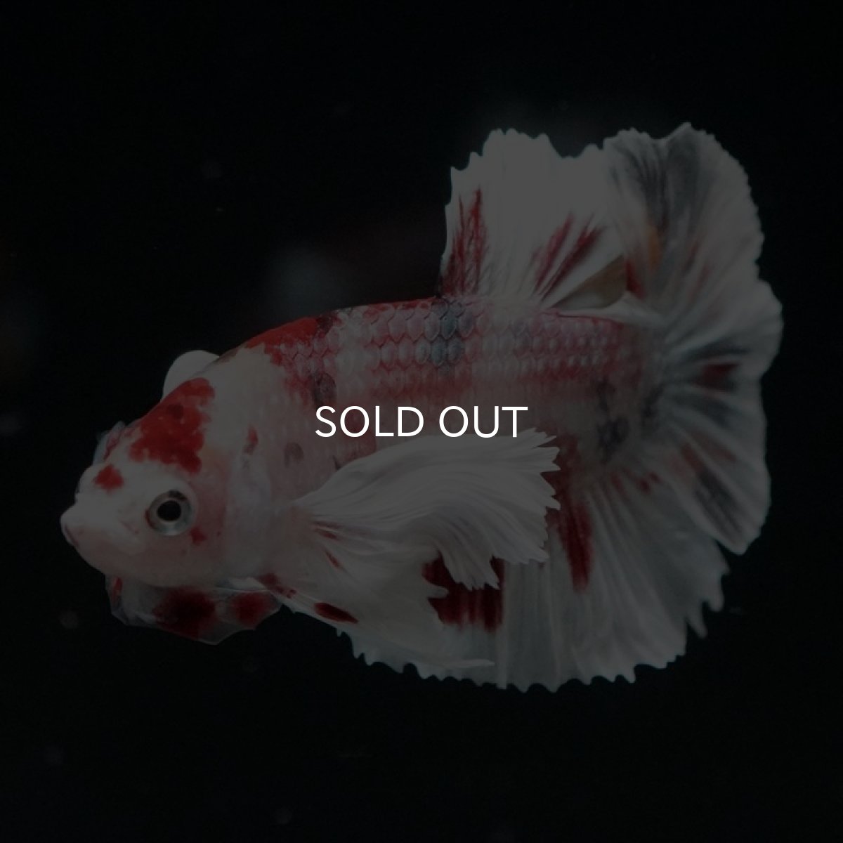 画像11: HMPK　キャンディ　ダンボ (11)