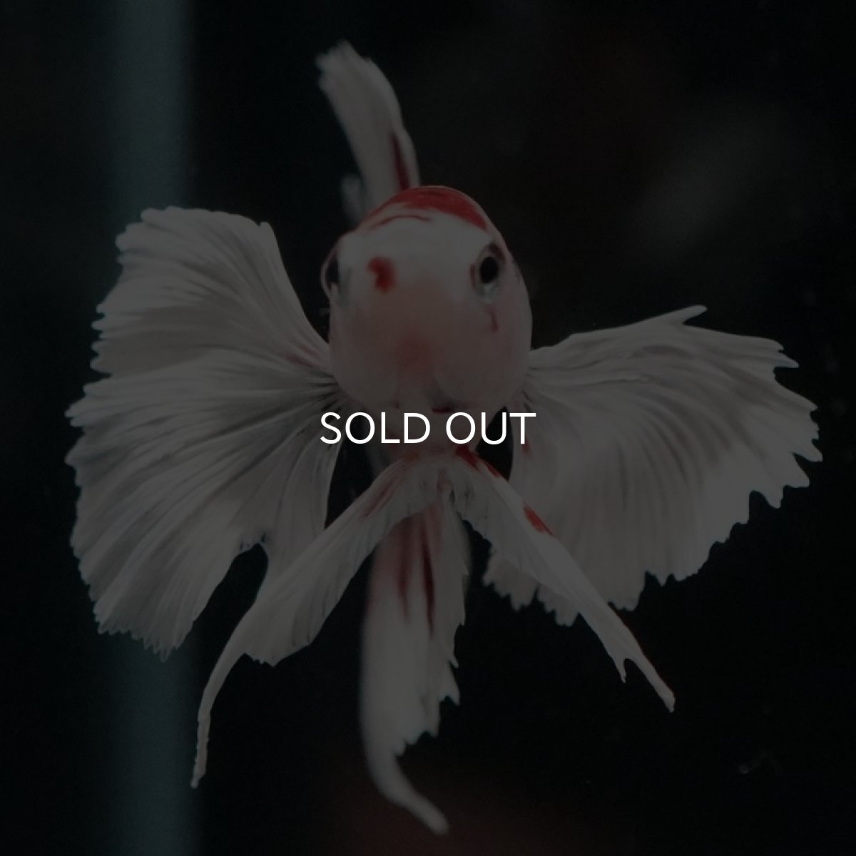 画像10: HMPK　キャンディ　ダンボ (10)