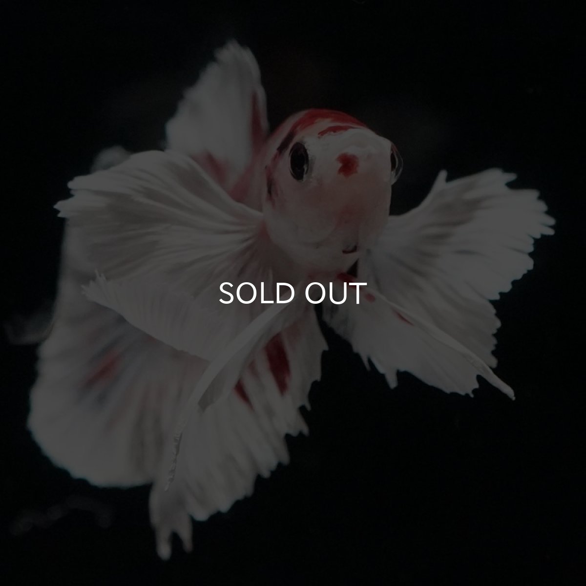 画像6: HMPK　キャンディ　ダンボ (6)