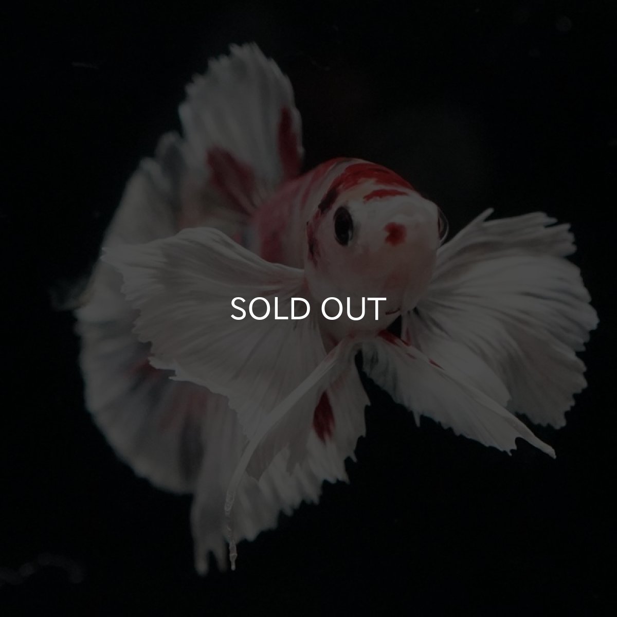 画像5: HMPK　キャンディ　ダンボ (5)