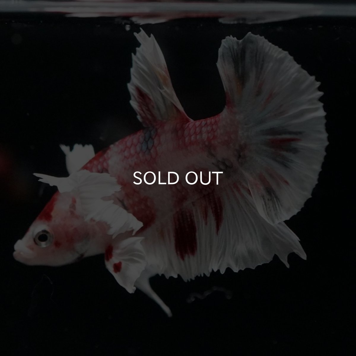 画像3: HMPK　キャンディ　ダンボ (3)