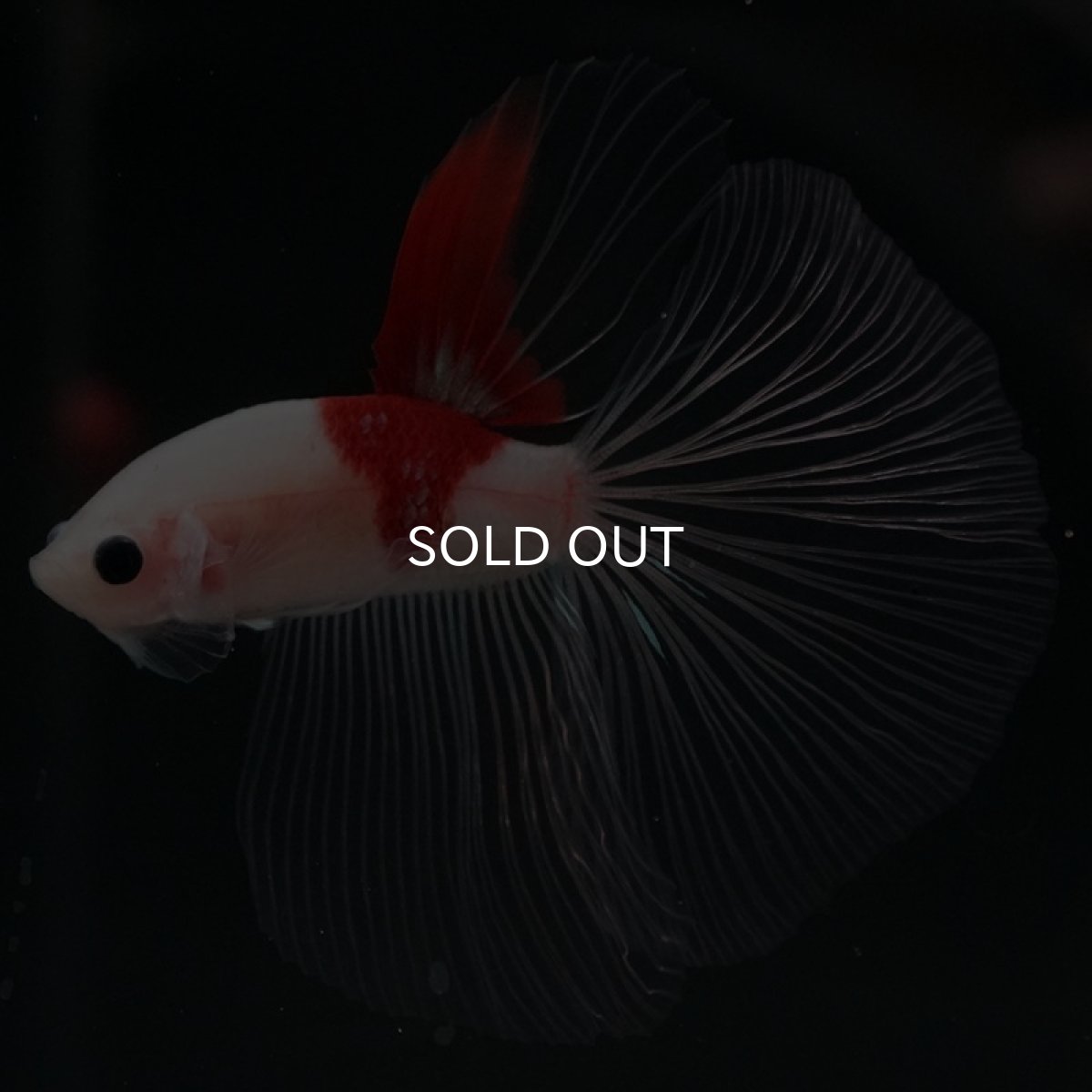 画像4: HM  紅白　クリアフィン (4)