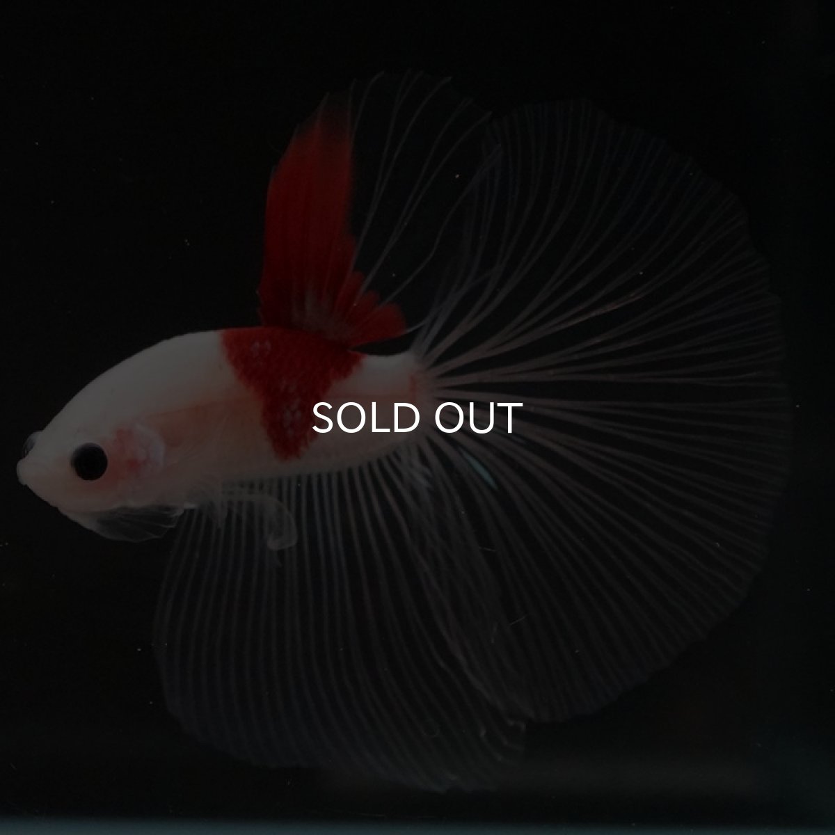 画像3: HM  紅白　クリアフィン (3)