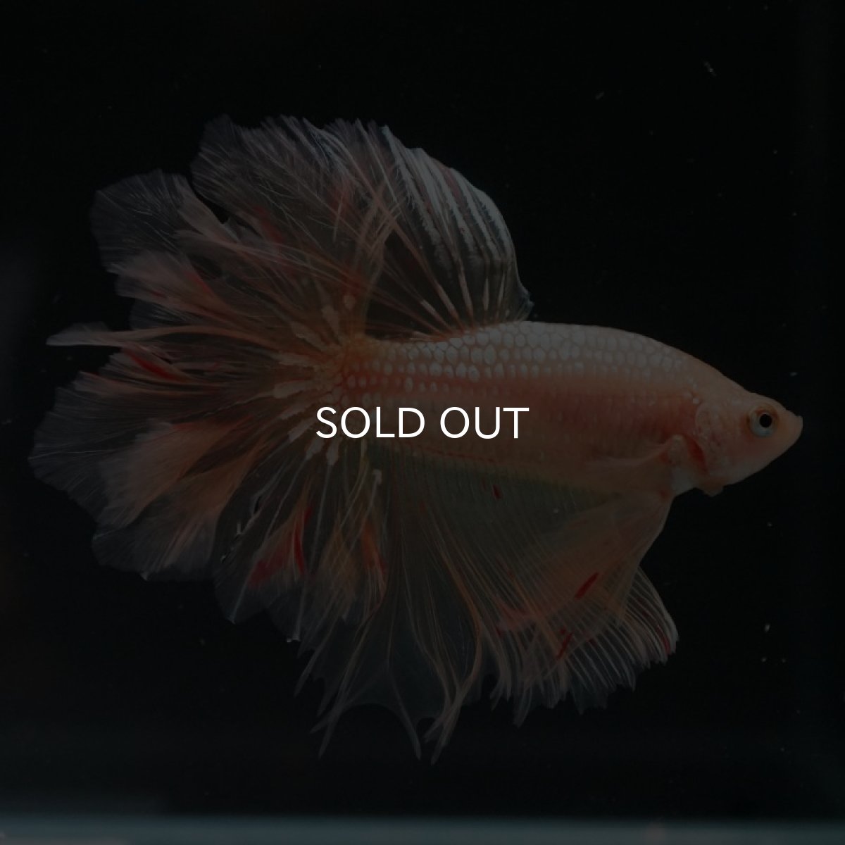 画像18: HM ゴールドバンダ フェザーテール (18)